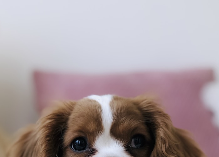 Yakından ekrana bakan köpek